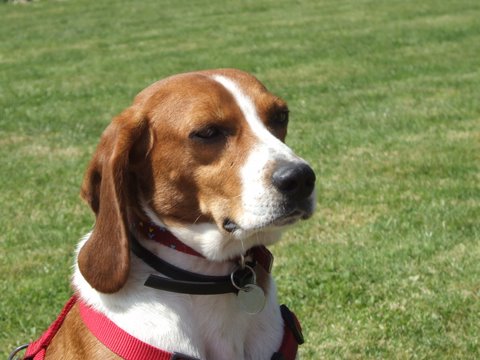 CALLIE, beagle femelle, 4 ans - Carcassonne (11) Dscf5698